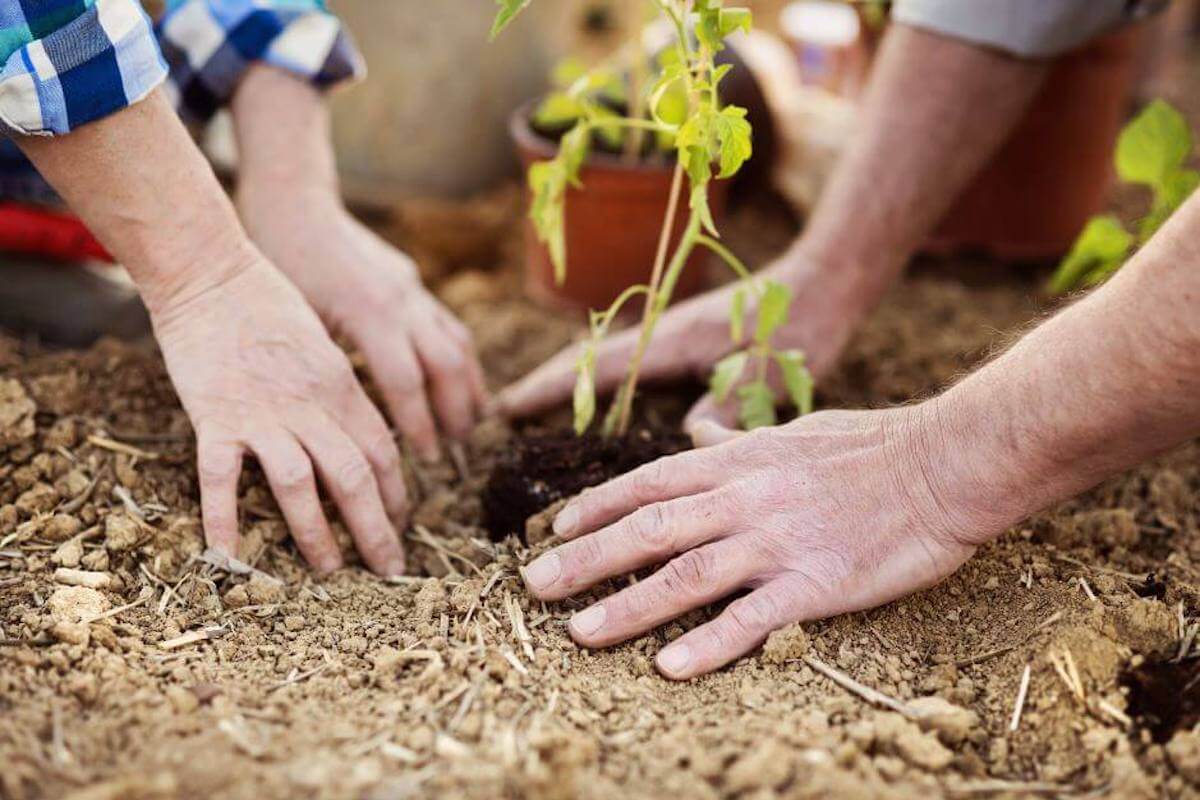 senior-in-their-garden-Health Benefits of Gardening