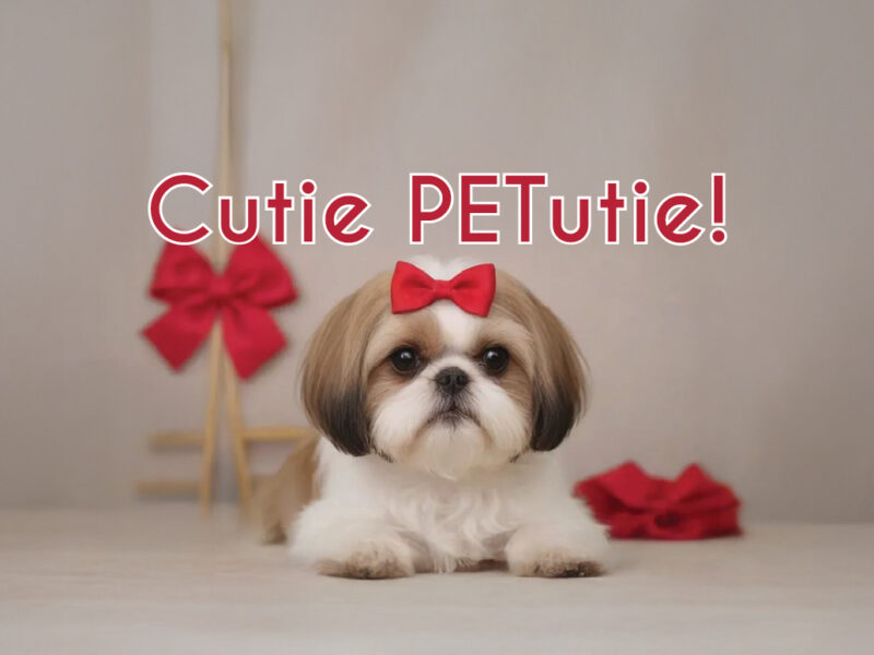 Where Pets Steal the Spotlight at HarborChase of Plano